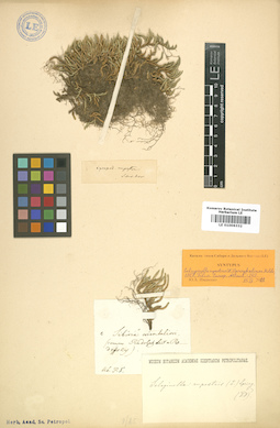 LE 01006332