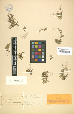 LE 01006333