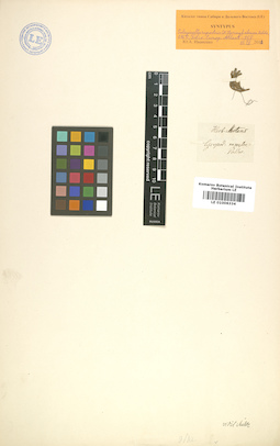 LE 01006334