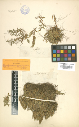 LE 01006335