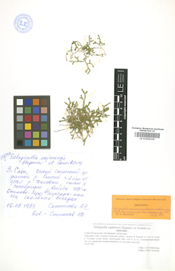 LE 01006336