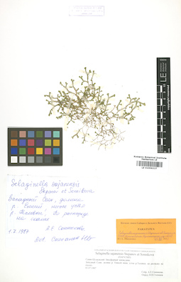 LE 01006337