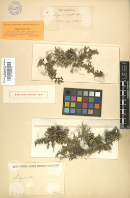 LE 01006342