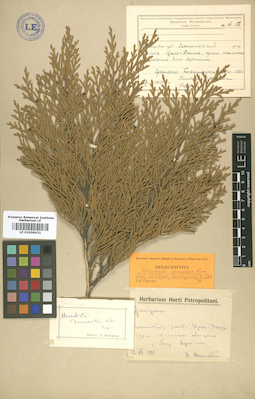 LE 01006431