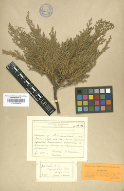 LE 01006433