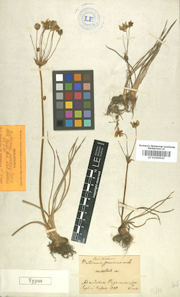 LE 01006520
