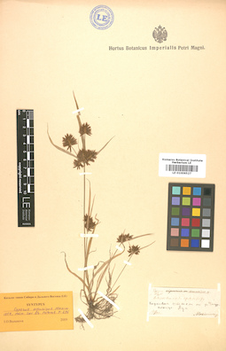 LE 01006527