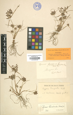LE 01006528
