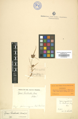 LE 01006530