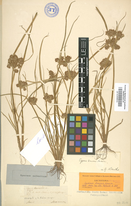 LE 01006531