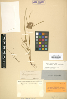 LE 01006532