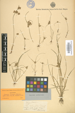 LE 01006533