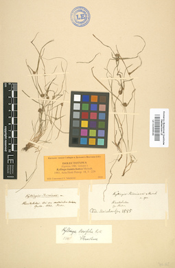 LE 01006546