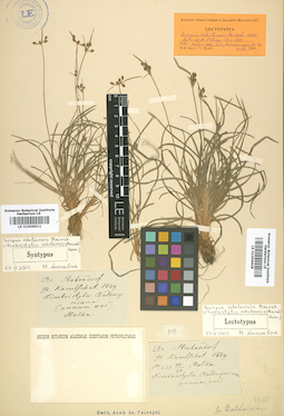LE 01006608