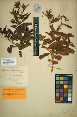 LE 01019811
