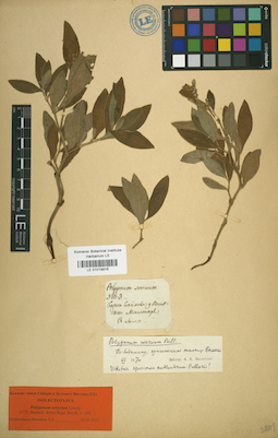 LE 01019916