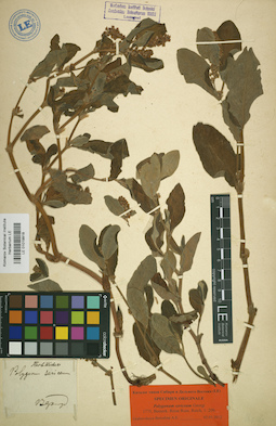 LE 01019918