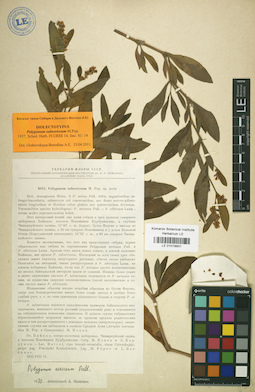LE 01019931