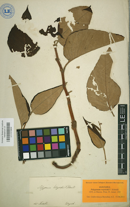 LE 01019934