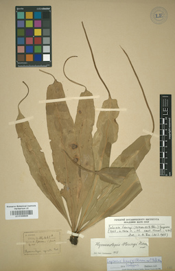 LE 01009826