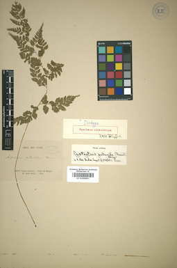 LE 01009851