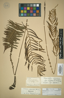 LE 01009884