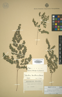 LE 01009906