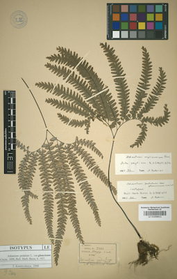 LE 01009911
