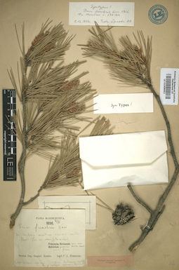 LE 01009952