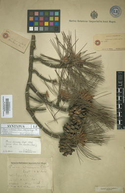 LE 01009962
