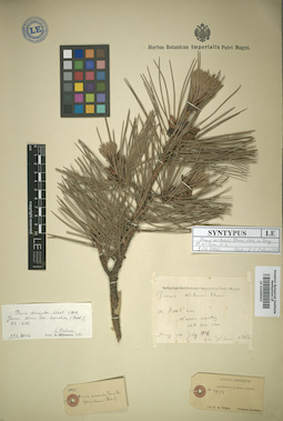 LE 01009963