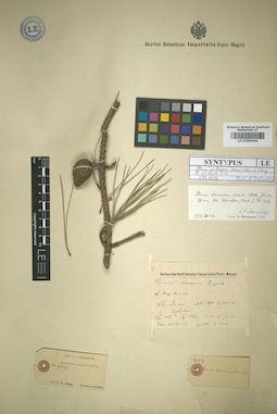 LE 01009966