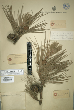 LE 01009988