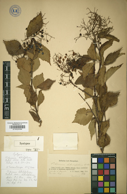 LE 01010364