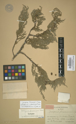 LE 01011629
