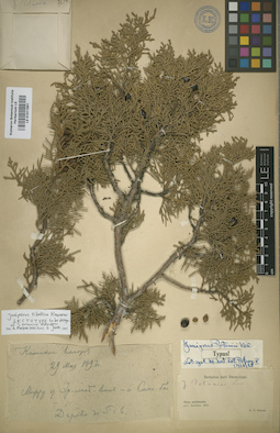 LE 01011651