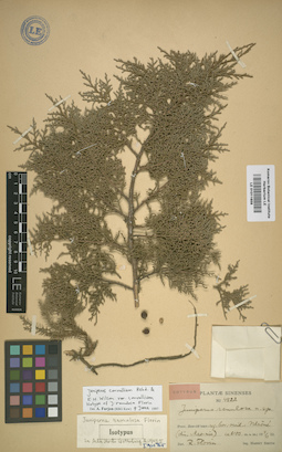 LE 01011658