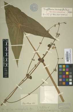 LE 01011712