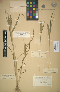 LE 01011796