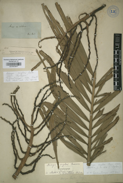 LE 01012417