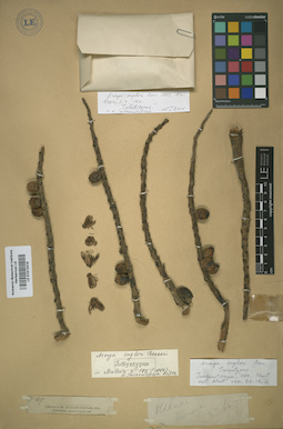 LE 01012419