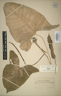 LE 01012422