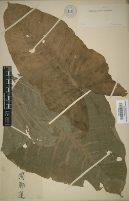 LE 01012424