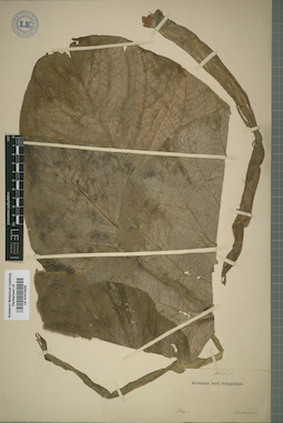 LE 01012425