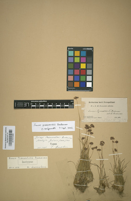 LE 01012481