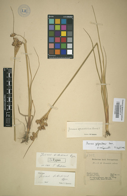 LE 01012483