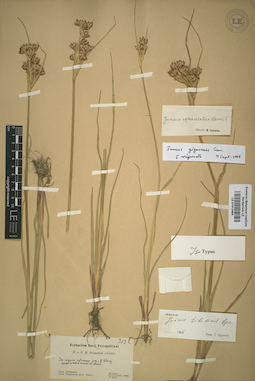 LE 01012484