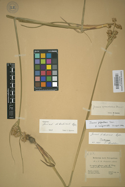 LE 01012485