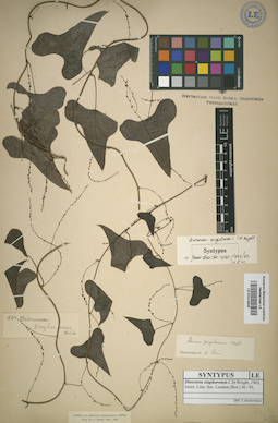 LE 01012645