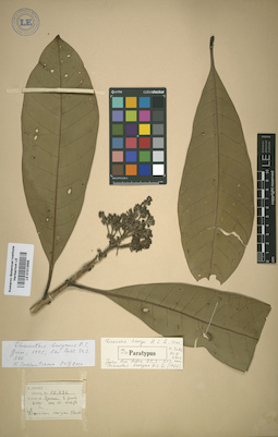 LE 01012699